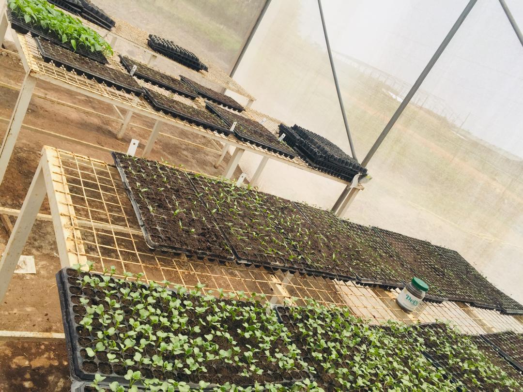Seedlings